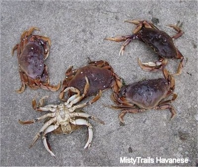 Five Dungenous crabs are on a sidewalk. One of the Crabs is upside down.