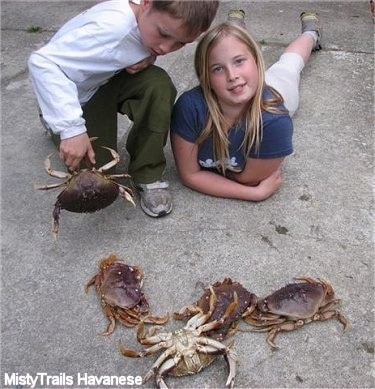 A boy is kneeling and he is putting a crab down. Next to him is a blonde haired girl laying down and her head is tilted to the left. There are four crabs in front of them and one crab is upside down.
