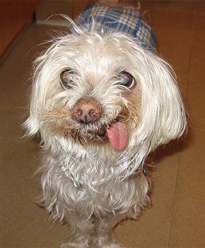 Chakka the Maltese sitting on a floor with its tongue out