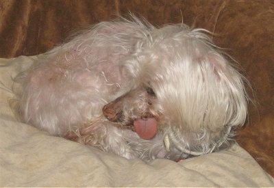The front left side of a white Maltese that is laying across a couch with its tongue out