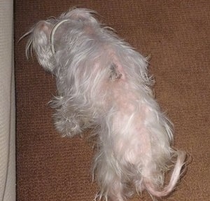 The back of a white Maltese that is standing on a carpet