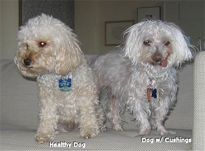 Two white Maltese are standing on a couch. The Maltese on the left is a healthy dog, the Maltese on the right has Cushings Syndrome
