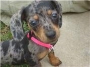 Close Up - Precious the Dachshund puppy is wearing a hot pink collar and sitting on a carpet