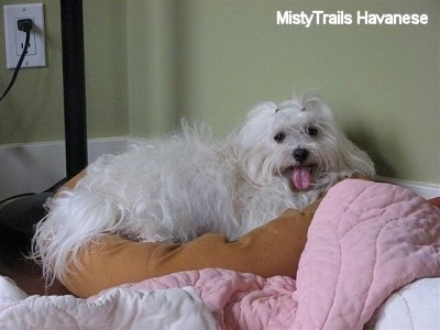 A longhaired, panting white pregnant dam is laying across a brown dog bed pillow against a green wall.