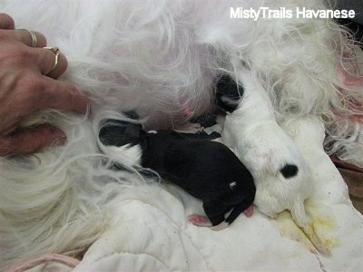 Two newborn puppies are nursing and they are on top of a white towel.