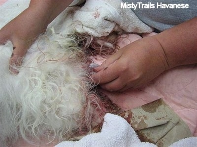 Close up - A persons hand is grabbing a newborn puppy that is coming out of a dam.