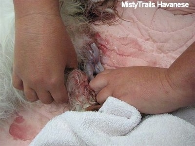 A person is pulling a newborn dog out of a dam that is giving birth.