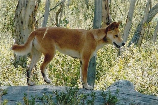 Talli the Dingo is standing on a downed tree in the woods