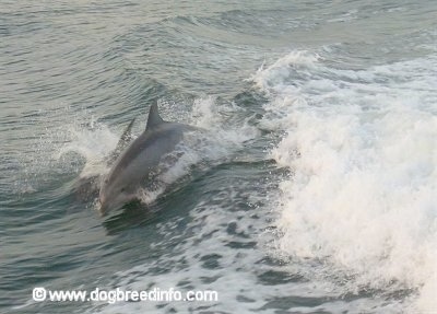 A couple of dolphins are cuttting through waves. They are swimming to the left.