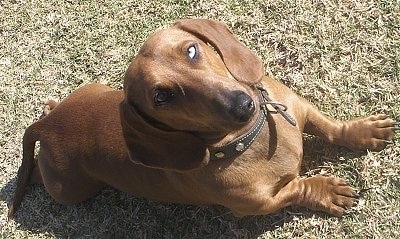 Trotcky the brown Dachshund is laying in a field and looking up.