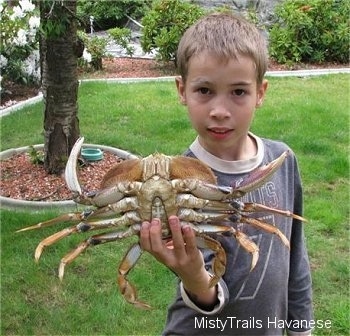 A boy is holding a Dungeness crab in one hand. The boy is exposing a crabs underside.
