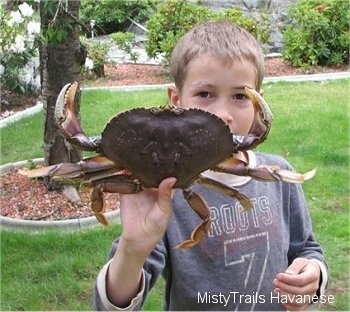 A boy is standing in a yard and he is holding a Dungeness crab in one hand. The crab is extended out in a defensive stance.