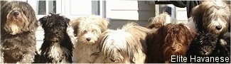 Seven Havanese dogs are lined up sitting in front of a house