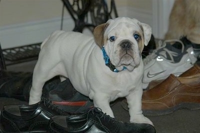 Sonny the English Bulldog standing inside a house surrounded by human shoes