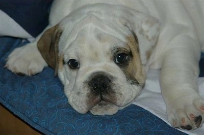 Close Up - Sonny the English Bulldog laying on a bed and looking at the camera