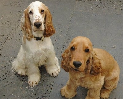 AJ the white and tan and Tommie Iacono the tan English Cocker Spaniels are sitting on a wet porch and looking up