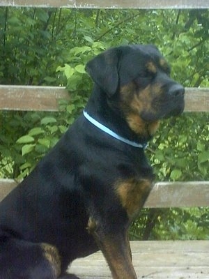 Prince the black and tan English Mastweiler is sitting on a wooden porch.