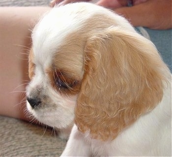 Close Up side-view upper body shot - Abagail the white and tan English Toy Cocker Spaniel Puppy is sitting on a couch next to a lady