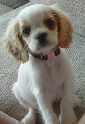 Abagail the white and tan English Toy Cocker Spaniel Puppy is sitting on a couch and looking up