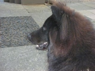 Close Up  side view head shot - Ares the black Eurasier is sitting on a gray tiled surface