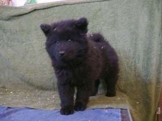 Ares the black Eurasier puppy is standing on a table and there is a green backdrop behind it. He looks like a teddy bear.