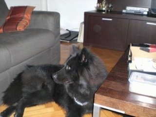Ares the black Eurasier is laying in front of a coffee table and there is a grey couch behind him