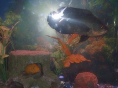 A black and orange tiger oscar and an orange cichlid in the wooded look of a fish tank.