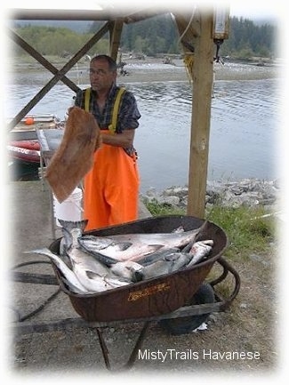 A man in bright orange suspenders is wiping his hands with a towel and in front of him is a wagon full of various fish.
