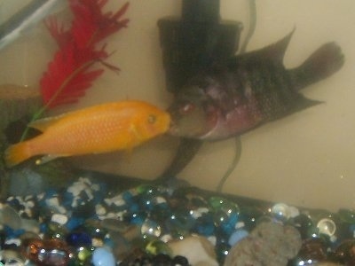 An Orange Cichlid fighting with a Tiger Oscar in a fish tank.