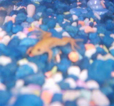 A baby Albino Frog on the blue, white, pink, orange an green rocks at the bottom of a fish tank.