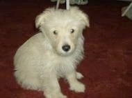A white Fourche Terrier puppy is sitting on a carpet and looking forward
