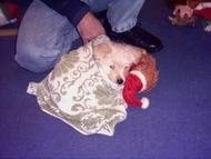 A White Fourche Terrier is laying on a floor and is wrapped in a blanket. It has its head on a Brown Teddy Bear. There is a person kneeling behind it