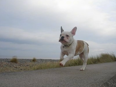 Action shot - Macy the white and tan Free-Lance Bulldog puppy is running down a sidewalk.