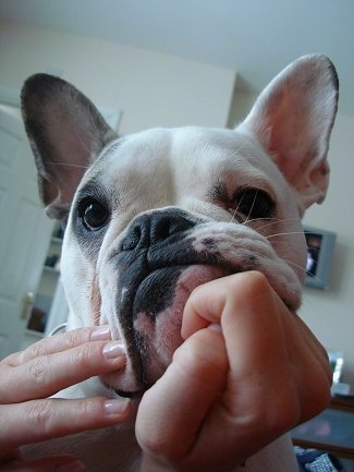Close Up - Macy the Free-Lance Bulldog is having her face touched by a person next to her