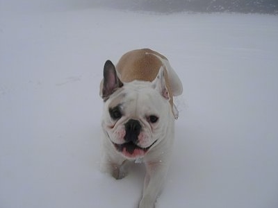 Macy the white with tan Free-Lance Bulldog is running across snow. The snow is falling. It looks like Macy is smiling