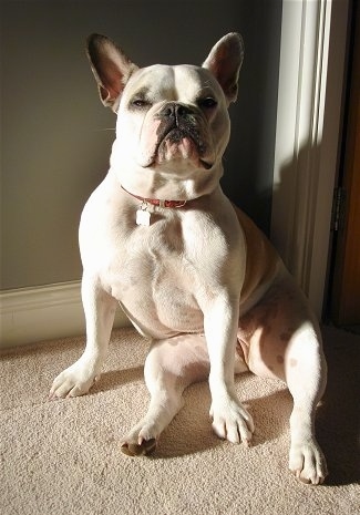 Macy the white with tan Free-Lance Bulldog is sitting on a carpet against a wall and in front of a doorway. Her back end is flat on the floor.