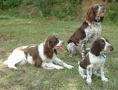 Three brown and white ticked French Spaniels are in a field. Two french Spaniels are sitting and One is laying down. All of there mouths are open and tongues are out