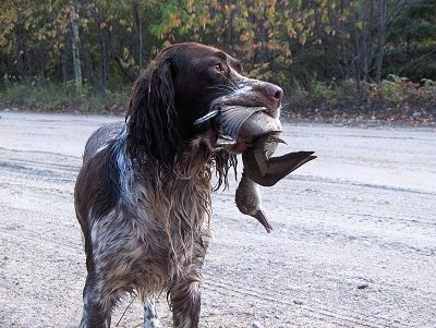 A French Spaniel is wet and standing in a dirt road. There is a dead duck in its mouth