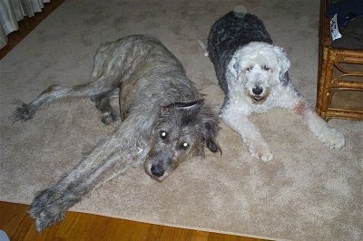 A grey Irish Wolfhound is laying on its left side next to an Old English Sheepdog. An Old English Sheepdog is laying next to a coffee table