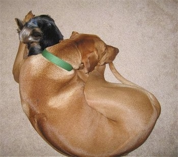 A red wheaten Rhodesian Ridgeback is laying curled in a ball on a tan carpet and in between its front paws is a Yorkie