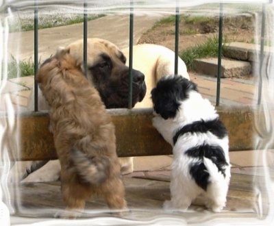 A tan Mastiff is laying in front of a fence with two small Havanese puppies on the other side jumped up at it. One puppy is tan and the other is black and white.