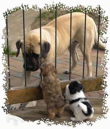 A large tan and black mastiff is outside behind a fence with two Havanese puppies on the other side looking at it, a tan puppy and a black and white puppy.