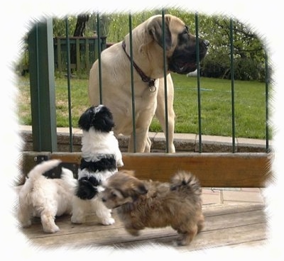 A large mastiff on one side of an outside fence with three small puppies on the other side - A black and white Havanese puppy is leaning against a fence and looking up at a tan Mastiff. A white Havanese puppy is trying to get under the fence. There is a brown Havanese puppy moving away from the fence