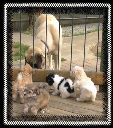 A tan Mastiff is sniffing under a fence with four small Havanese puppies on the other side, a black and white and two brown and a tan with white.