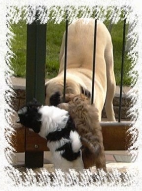 A tan Mastiff is play bowing behind a fence with a black and white and a brown Havanese puppy jumped up at the other side.