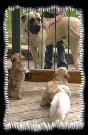 A large tan Mastiff is standing behind a fence that is spliting it away from three small Havanese puppies