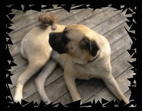 A tan Mastiff is laying on a wooden deck. There is a brown Havanese puppy trying to climb on the Mastiffs back