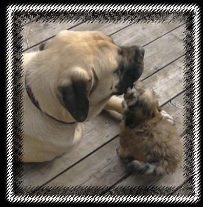 A tan Mastiff is laying next to a brown Havanese puppy outside on a wooden deck. The puppy is licking the Mastiffs face.