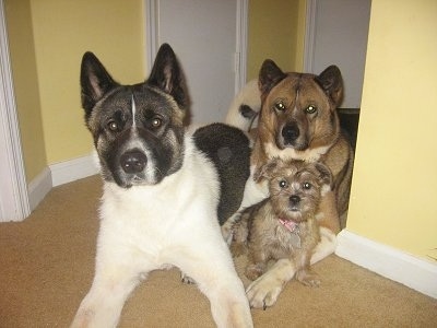 Three dogs laying in the doorway inside of a house with yellow walls and a tan carpet - A tan with black ShiChi puppy, a brown with black and white Akita and a white with black and tan Akita.