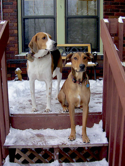 A Rhodesian Ridgeback/Smooth Collie mix is sitting on a snow covered wooden deck in front of a house on a top step with its paws on the second step next to a Treeing Walker Coonhound.